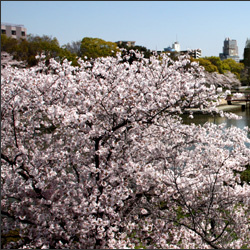 毛馬桜之宮公園 大阪旅行・観光スポット