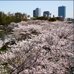 毛馬桜之宮公園 大阪旅行・観光スポット
